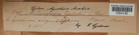 Pucciniastrum epilobii image